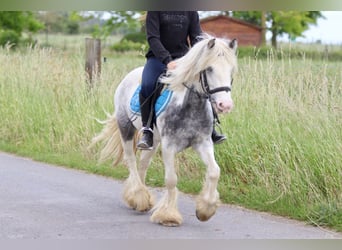 Tinker, Stute, 7 Jahre, 124 cm, Roan-Blue