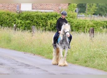 Tinker, Stute, 7 Jahre, 124 cm, Roan-Blue