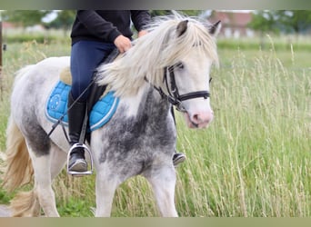 Tinker, Stute, 7 Jahre, 124 cm, Roan-Blue