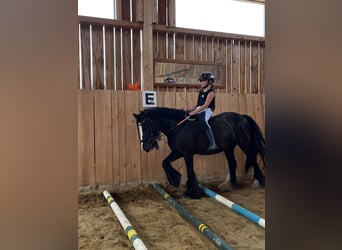Tinker, Stute, 7 Jahre, 127 cm, Rappe