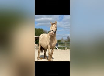 Tinker, Stute, 7 Jahre, 129 cm, Champagne