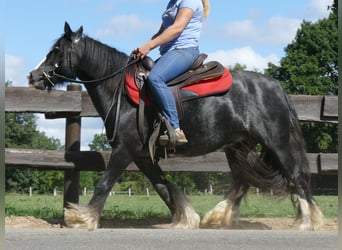 Tinker, Stute, 7 Jahre, 129 cm, Rappe