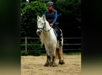 Tinker, Stute, 7 Jahre, 130 cm, Schimmel
