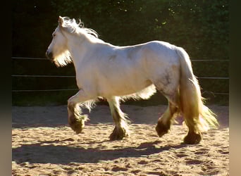 Tinker, Stute, 7 Jahre, 130 cm, Schimmel
