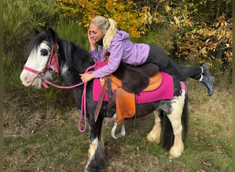Tinker, Stute, 7 Jahre, 131 cm, Schecke