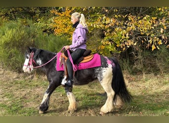 Tinker, Stute, 7 Jahre, 131 cm, Schecke