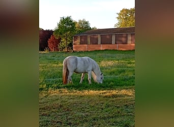 Tinker, Stute, 7 Jahre, 136 cm, Fliegenschimmel