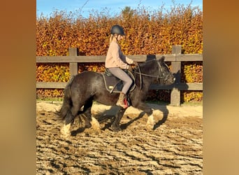 Tinker, Stute, 7 Jahre, 137 cm, Rappe