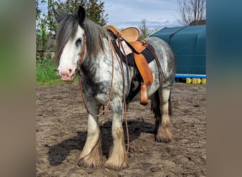 Tinker, Stute, 7 Jahre, 138 cm, Roan-Blue