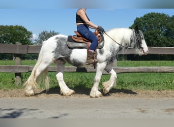 Tinker, Stute, 7 Jahre, 138 cm, Schecke