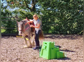 Tinker, Stute, 7 Jahre, 139 cm, Grullo