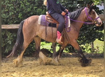 Tinker, Stute, 7 Jahre, 140 cm, Brauner