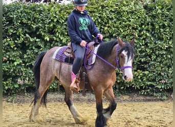 Tinker, Stute, 7 Jahre, 140 cm, Brauner