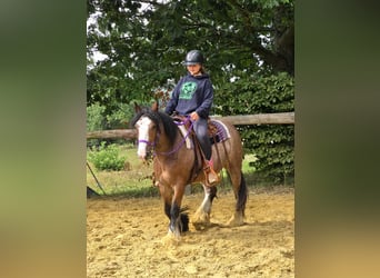 Tinker, Stute, 7 Jahre, 140 cm, Brauner