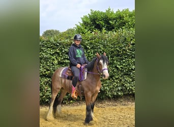 Tinker, Stute, 7 Jahre, 140 cm, Brauner