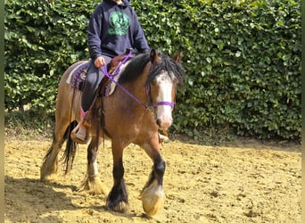Tinker, Stute, 7 Jahre, 140 cm, Brauner