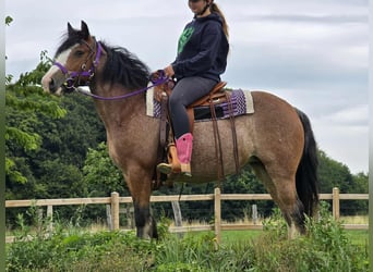 Tinker, Stute, 7 Jahre, 140 cm, Brauner