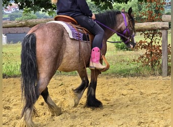 Tinker, Stute, 7 Jahre, 140 cm, Brauner