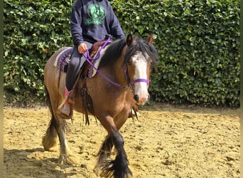Tinker, Stute, 7 Jahre, 140 cm, Brauner