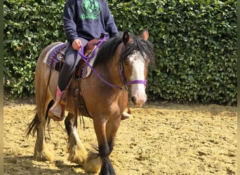 Tinker, Stute, 7 Jahre, 140 cm, Brauner