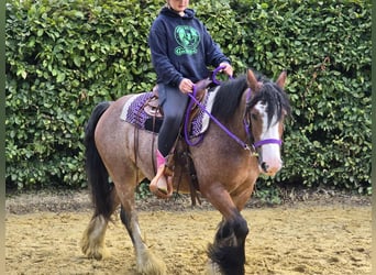Tinker, Stute, 7 Jahre, 140 cm, Brauner