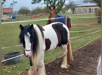 Tinker, Stute, 7 Jahre, 140 cm, Rappschimmel