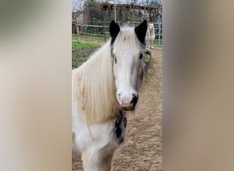 Tinker, Stute, 7 Jahre, 140 cm, Schecke