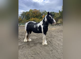 Tinker Mix, Stute, 7 Jahre, 141 cm, Schecke