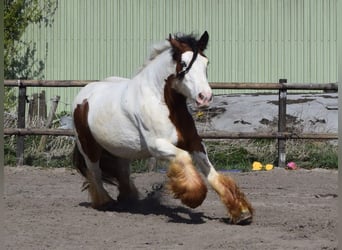 Tinker, Stute, 7 Jahre, 142 cm, Pearl