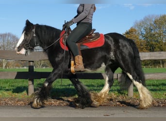 Tinker, Stute, 7 Jahre, 142 cm, Rappe