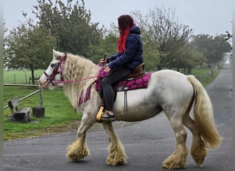 Tinker, Stute, 7 Jahre, 142 cm, Schecke