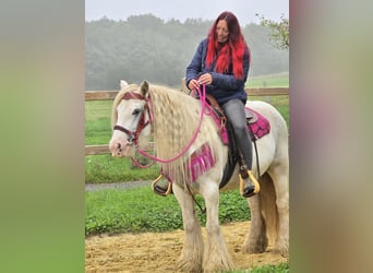 Tinker, Stute, 7 Jahre, 142 cm, Schecke