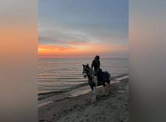 Tinker, Stute, 7 Jahre, 143 cm