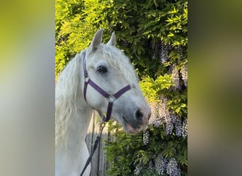 Tinker Mix, Stute, 7 Jahre, 143 cm, Schimmel