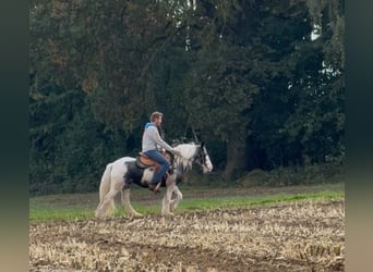 Tinker, Stute, 7 Jahre, 144 cm, Schecke