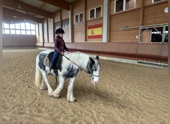 Tinker, Stute, 7 Jahre, 144 cm, Schecke