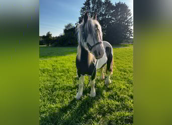 Tinker, Stute, 7 Jahre, 145 cm, Schecke