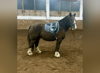 Tinker, Stute, 7 Jahre, 147 cm, Dunkelbrauner