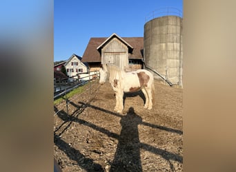 Tinker, Stute, 7 Jahre, 148 cm, Schecke