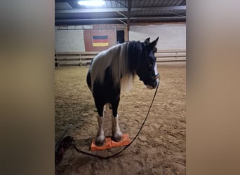 Tinker, Stute, 7 Jahre, 150 cm, Schecke
