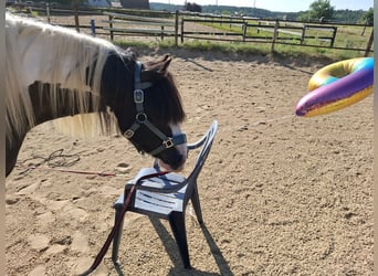 Tinker, Stute, 7 Jahre, 150 cm, Schecke