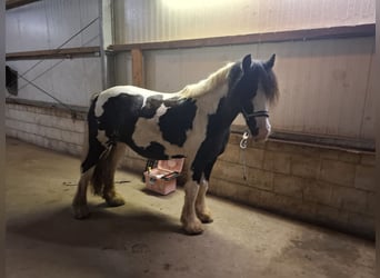 Tinker, Stute, 7 Jahre, 150 cm, Schecke
