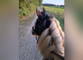 Tinker, Stute, 7 Jahre, 150 cm, Schecke