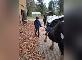 Tinker, Stute, 7 Jahre, 150 cm, Schecke