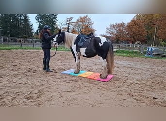 Tinker, Stute, 7 Jahre, 150 cm, Schecke