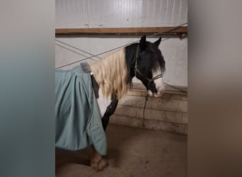 Tinker, Stute, 7 Jahre, 150 cm, Schecke