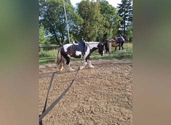 Tinker, Stute, 7 Jahre, 150 cm, Schecke