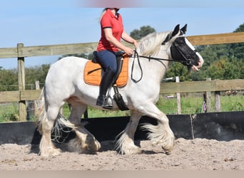 Tinker, Stute, 7 Jahre, 150 cm, Schecke
