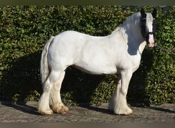 Tinker, Stute, 7 Jahre, 150 cm, Schecke