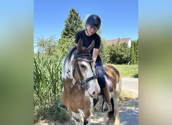 Tinker, Stute, 7 Jahre, 152 cm, Schecke